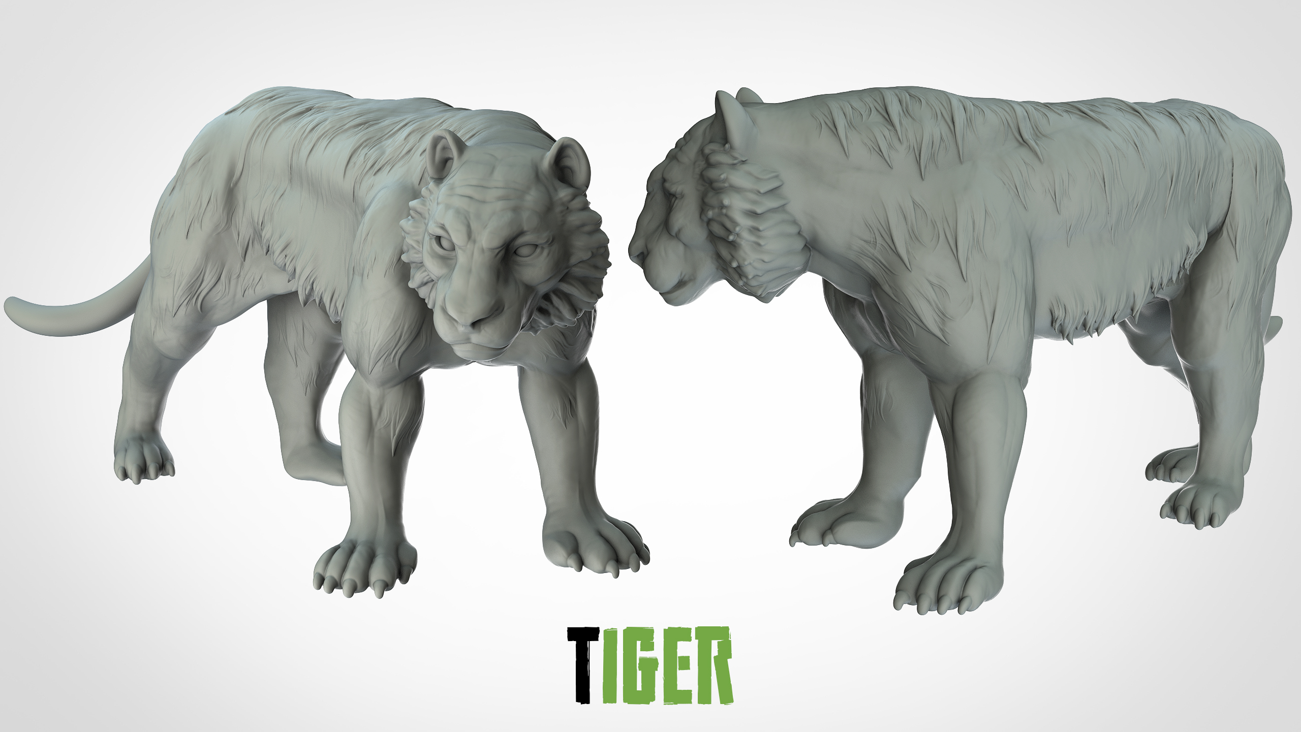 Tigre - 3D IPStudios