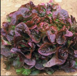   1 salade feuille de chêne rouge 