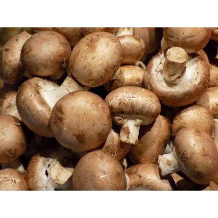 500gr champignons brun 